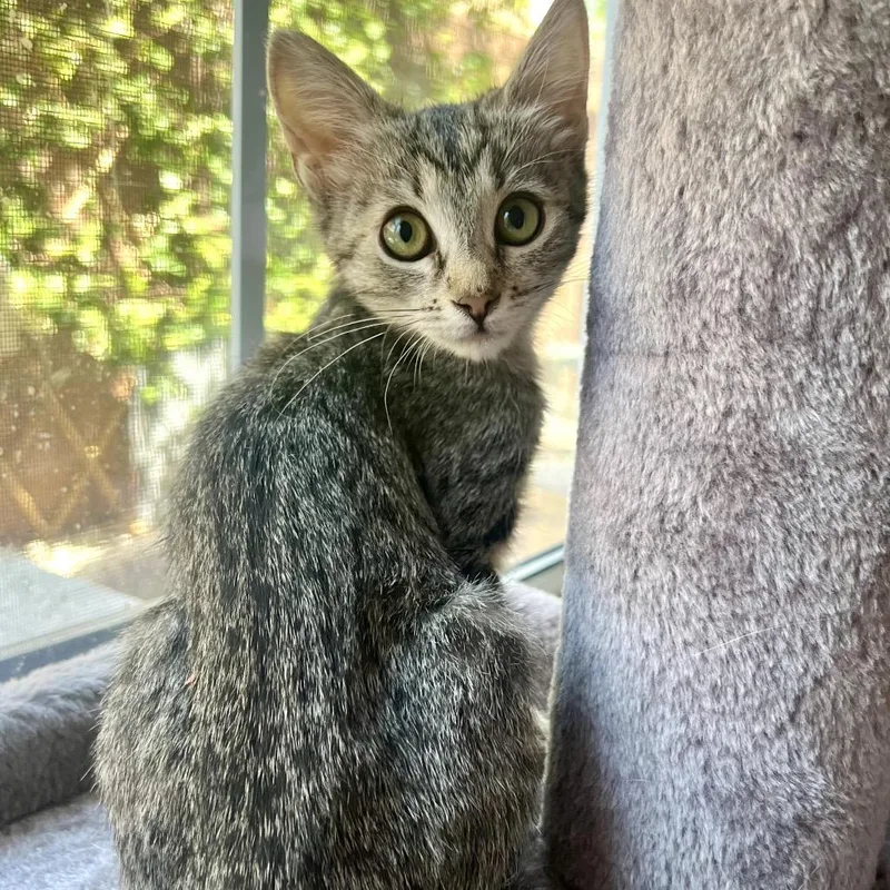 A baby small-sized female Brown / Chocolate Domestic Short Hair cat named Sage for adoption in Las Vegas, NV