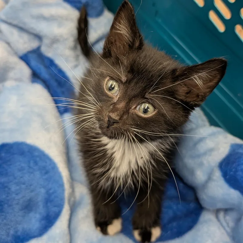 A young medium-sized male Black Domestic Short Hair cat named Toot for adoption in Spokane, WA