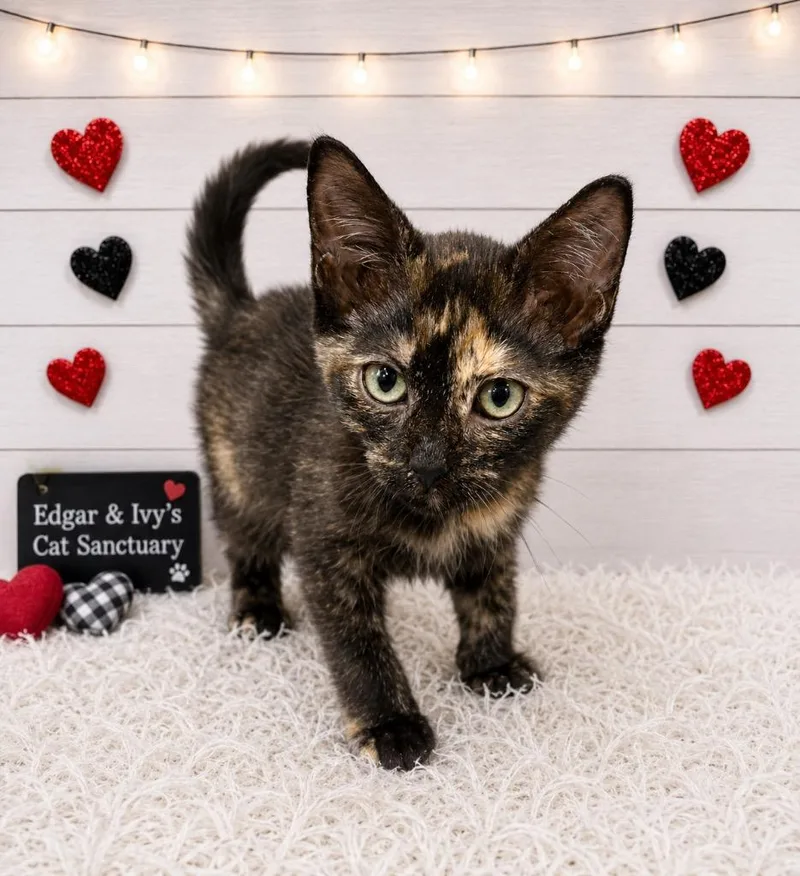 A baby small-sized female Domestic Short Hair cat named Janine for adoption in Corpus Christi, TX