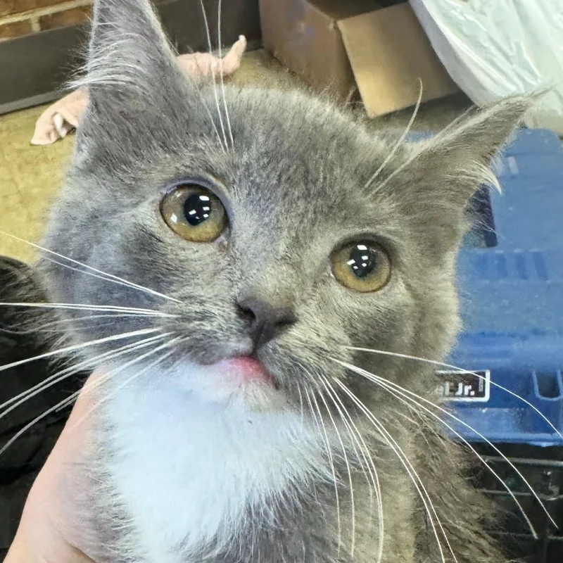 A baby small-sized female Gray / Blue / Silver Domestic Short Hair cat named Kiwi for adoption in Birmingham, AL