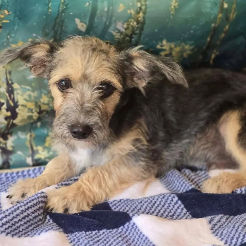 A young small-sized male Chihuahua dog named Happy for adoption in Tylertown, MS