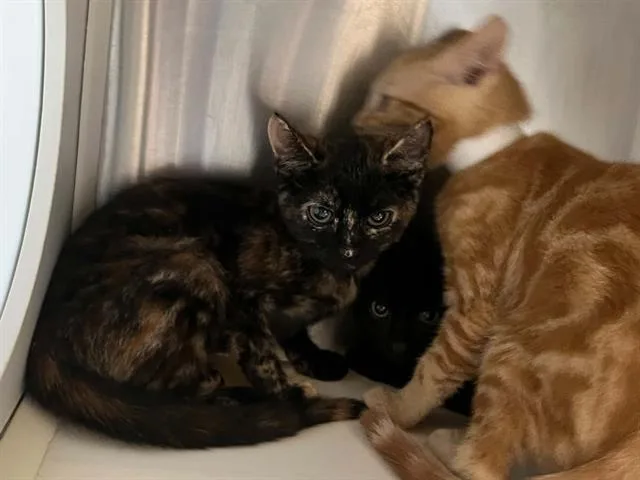A baby small-sized female Domestic Short Hair cat named Smokey for adoption in Tustin, CA