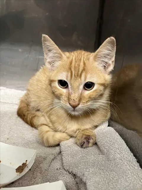 A baby small-sized male Orange / Red Domestic Short Hair cat named Toulouse for adoption in Woodland, CA