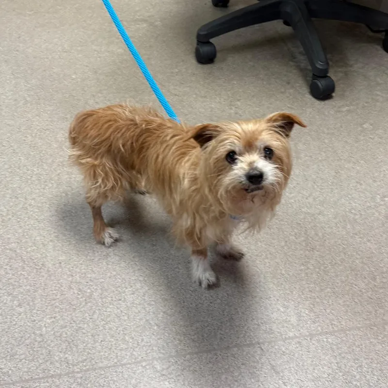 A senior small-sized male Yellow / Tan / Blond / Fawn Yorkshire Terrier dog named Joy for adoption in Pasadena, CA