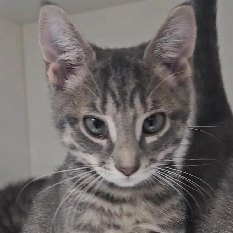A baby small-sized male Gray / Blue / Silver Domestic Short Hair cat named Carl for adoption in Columbus, NC