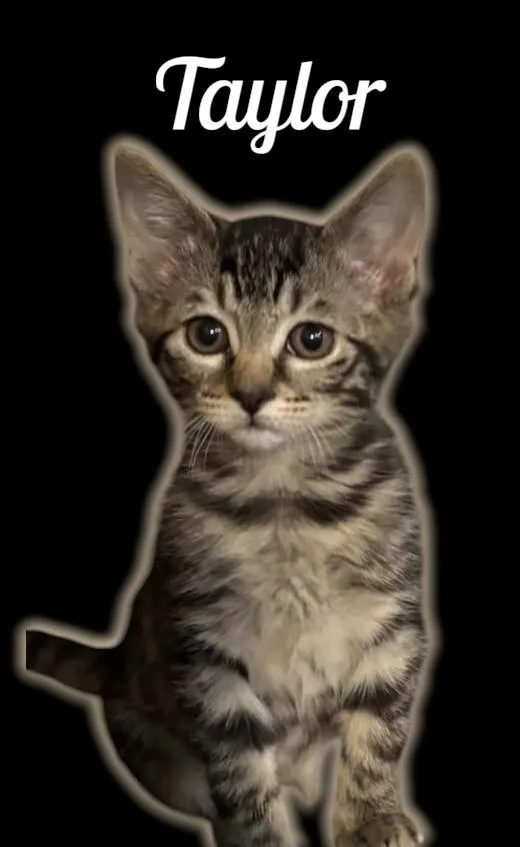 A baby small-sized female Tabby (Brown / Chocolate) Domestic Short Hair cat named Taylor for adoption in Auburn, CA