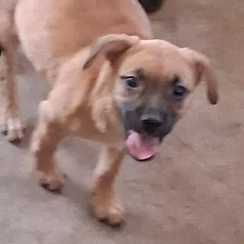 A baby medium-sized female Yellow / Tan / Blond / Fawn Mixed Breed dog named Veazie for adoption in Morriston, FL