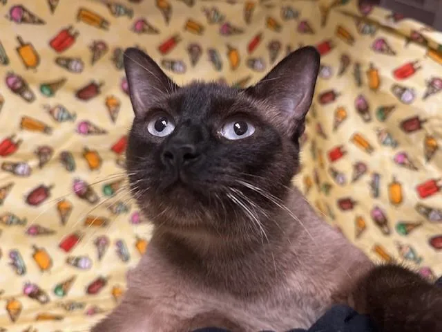 A young medium-sized female Siamese cat named Mamma Mia for adoption in Fairfield, CA