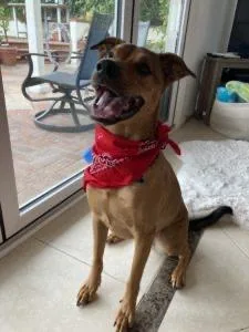 An adult medium-sized male Brown / Chocolate Labrador Retriever dog named Benny for adoption in Los Angeles, CA