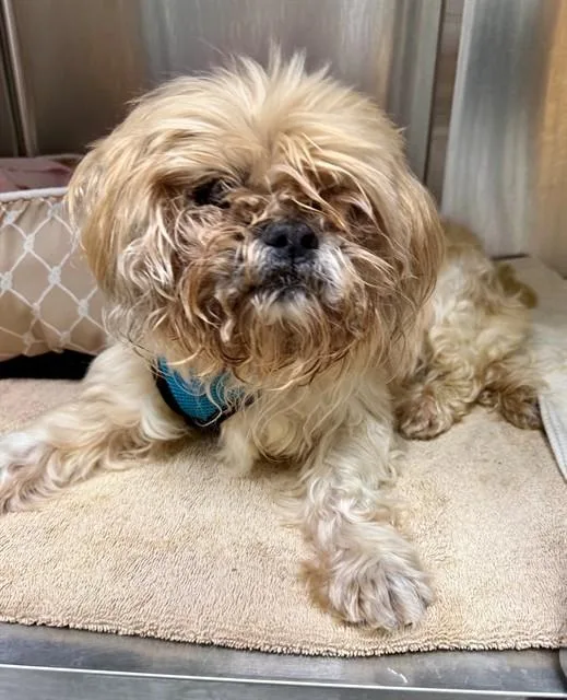 An adult small-sized male Shih Tzu dog named Lenny for adoption in Naples, FL