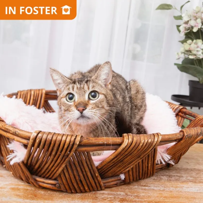 An adult medium-sized female Domestic Short Hair cat named Tegan for adoption in Los Angeles, CA