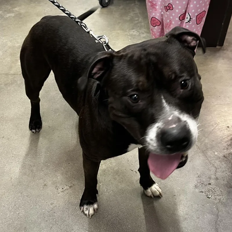 An adult large-sized male Black Terrier dog named Buddy for adoption in Tampa, FL