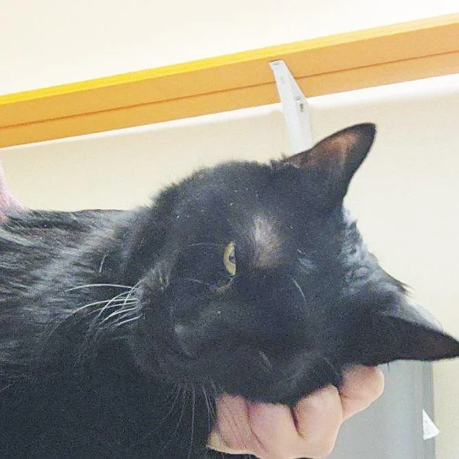 A senior large-sized male Domestic Short Hair cat named Arthur for adoption in Oshkosh, WI