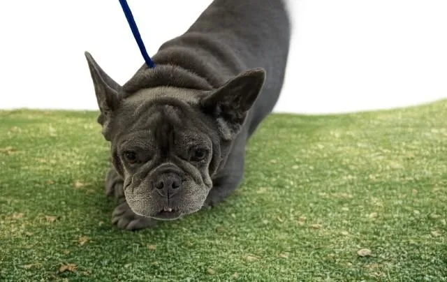 An adult small-sized female French Bulldog dog named Sonia for adoption in Miami, FL
