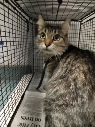 An adult medium-sized female Domestic Medium Hair cat named Delilah for adoption in Chatsworth, CA
