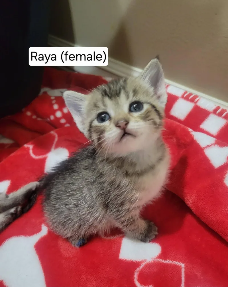 A baby medium-sized female Tabby (Brown / Chocolate) Tabby cat named Raya for adoption in Omaha, NE