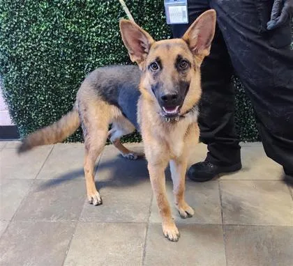A young large-sized female Yellow / Tan / Blond / Fawn German Shepherd Dog dog named Hecate for adoption in El Paso, TX