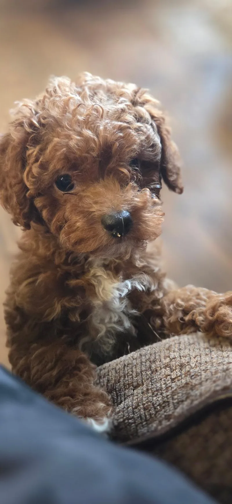 A baby small-sized female Red / Chestnut / Orange Poodle (Toy) dog named Babette for adoption in Warren, MI
