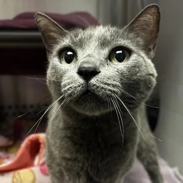 A senior small-sized female Russian Blue cat named Asha for adoption in Oakland, CA