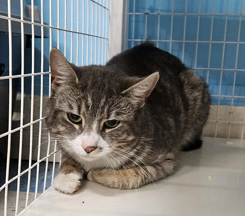 An adult medium-sized male Domestic Short Hair cat named Biggums for adoption in Claremont, NH