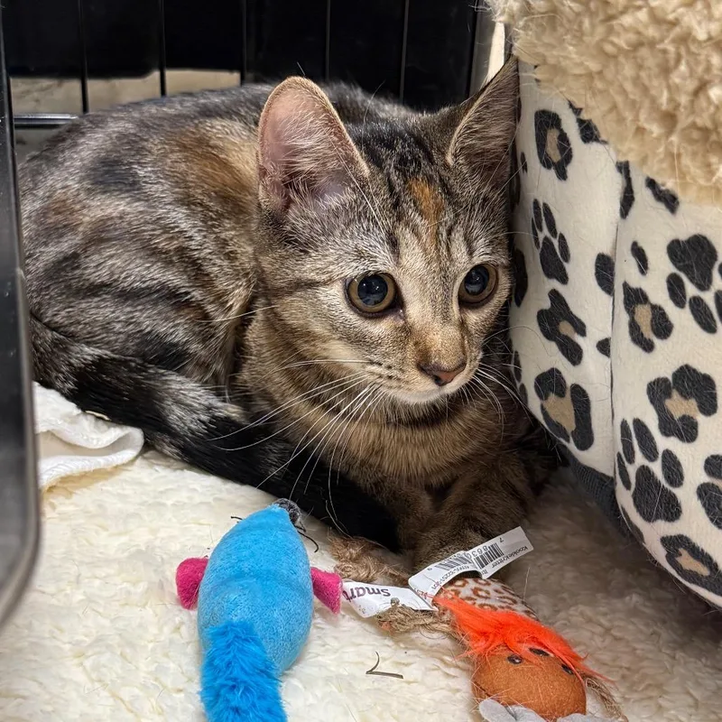 A young small-sized female Torbie Domestic Short Hair cat named Mochi for adoption in Pasadena , MD