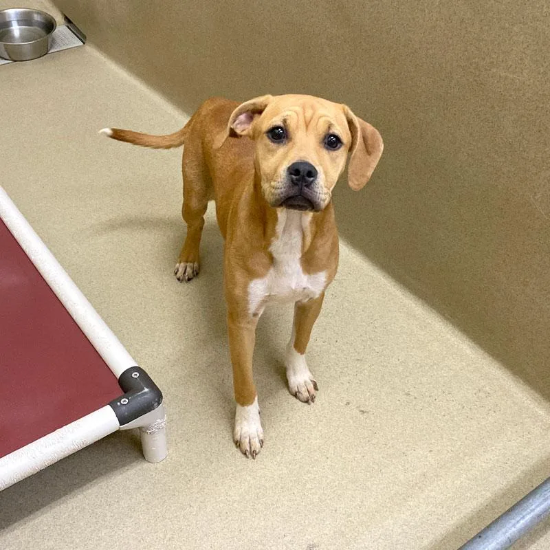 A young medium-sized female Red / Chestnut / Orange Mountain Cur dog named Desiree for adoption in Monroe, GA