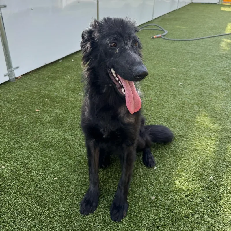 A young medium-sized male Black Labrador Retriever dog named Mr. Man for adoption in Falls Church, VA
