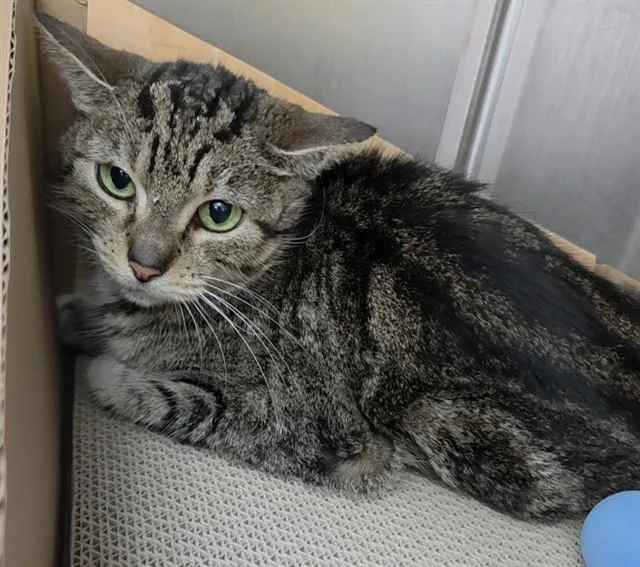 An adult large-sized female Domestic Short Hair cat named Queso for adoption in Fort Lauderdale, FL