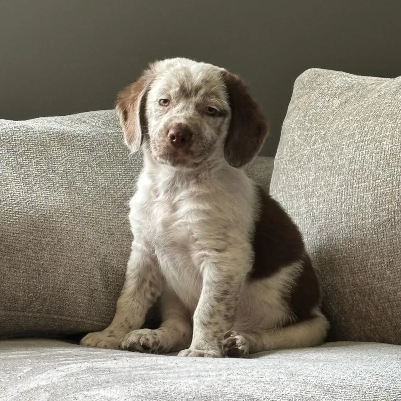 Peanut