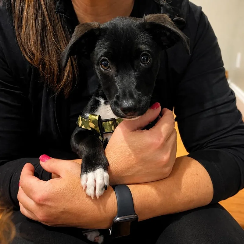 A baby medium-sized male Black Chihuahua dog named Merle for adoption in Carmel, NY