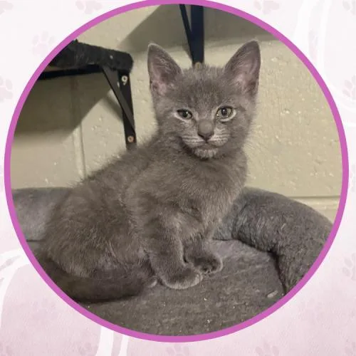 A baby medium-sized male Gray / Blue / Silver Domestic Short Hair cat named Jarek for adoption in Toms River, NJ