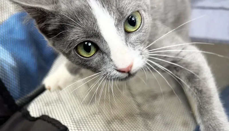 A baby medium-sized male Gray & White Domestic Short Hair cat named Milo for adoption in Elkins, WV