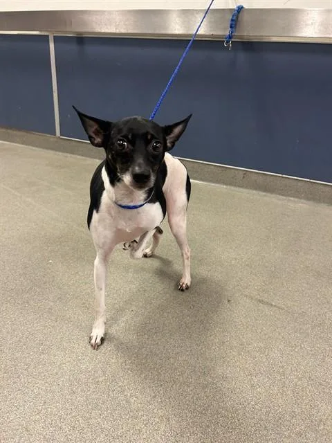 An adult small-sized male Rat Terrier dog named Niko for adoption in Miami, FL