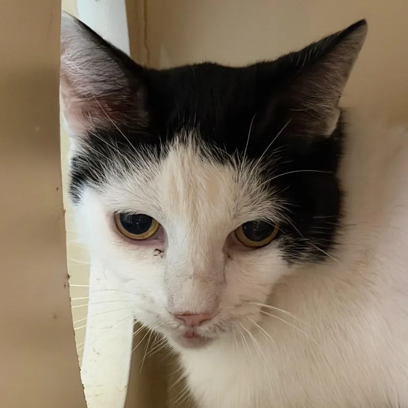 A senior large-sized male White Domestic Short Hair cat named Max for adoption in Yuma, AZ