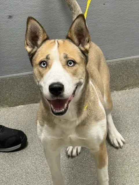 An adult large-sized female Siberian Husky dog named Stormi Nyte for adoption in Las Vegas, NV