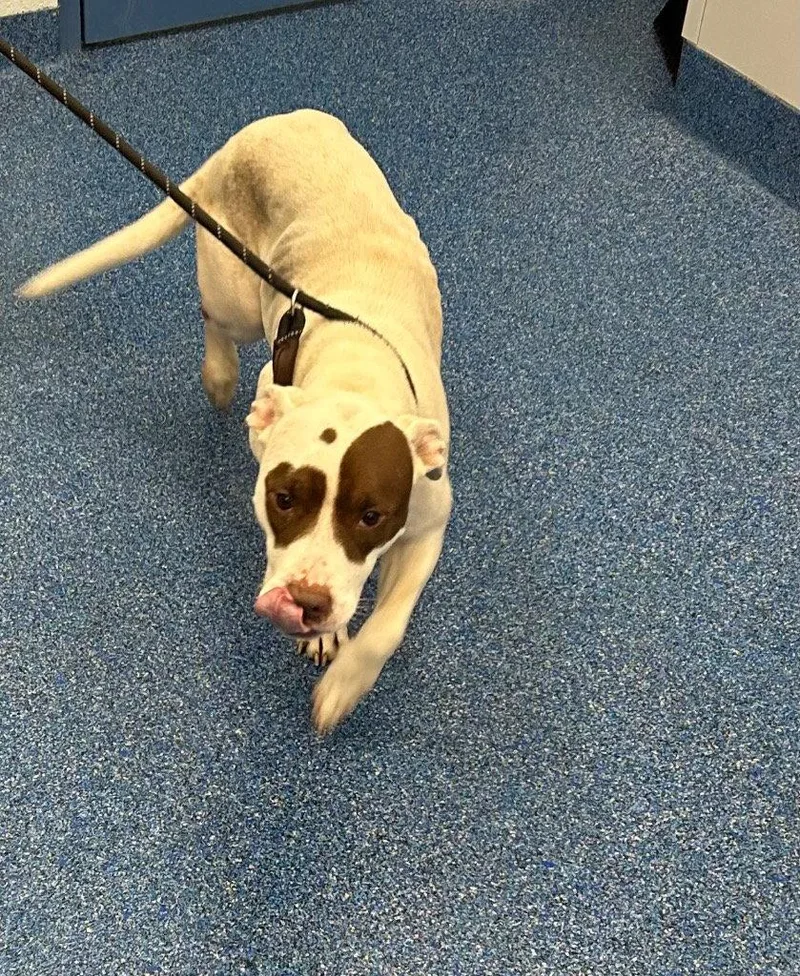 An adult medium-sized female Pit Bull Terrier dog named Amber for adoption in Tarboro, NC