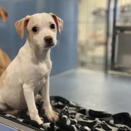 A baby small-sized female Beagle dog named Fig for adoption in Morton Grove, IL