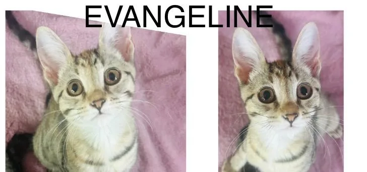 Evangeline thumbnail 2