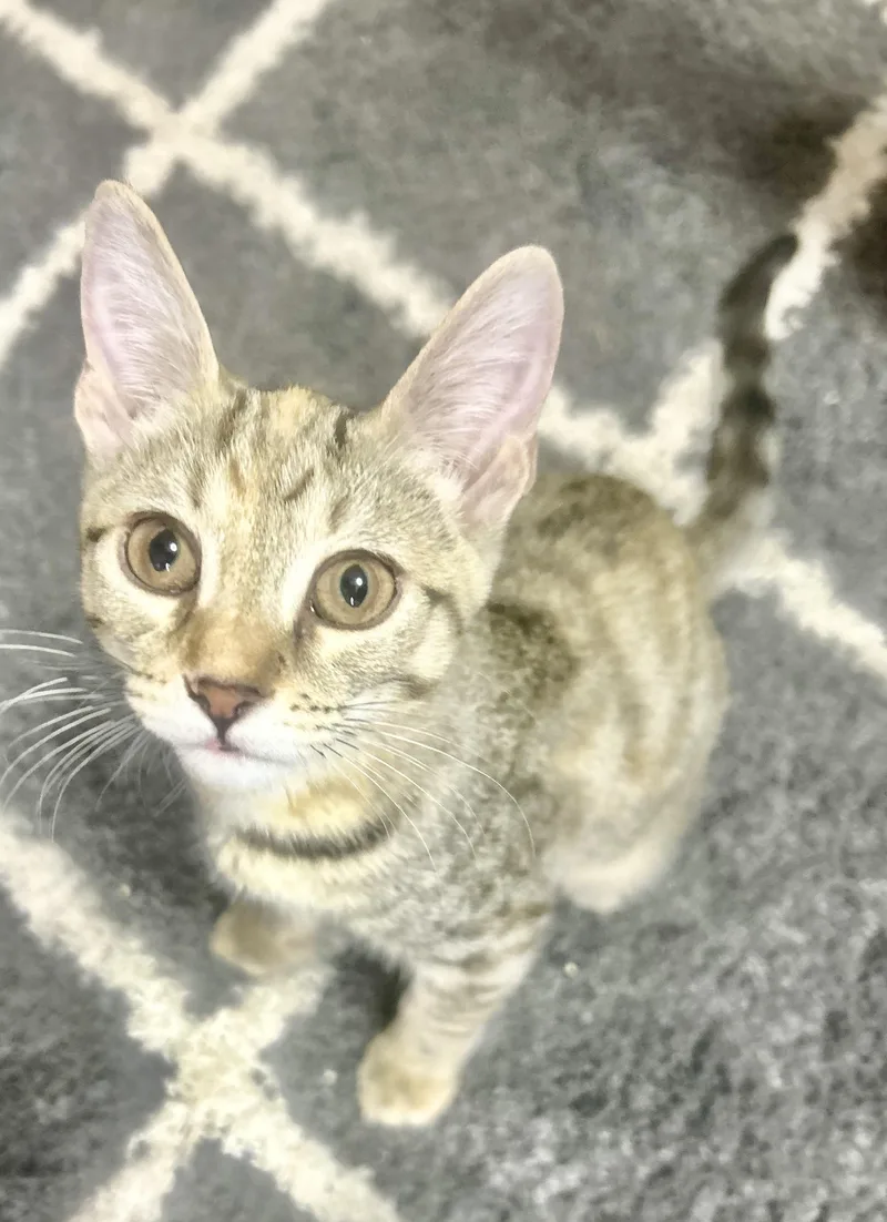 Evangeline thumbnail 3