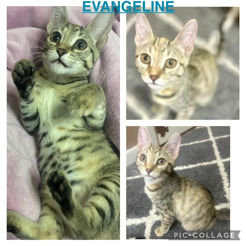 Evangeline thumbnail 4