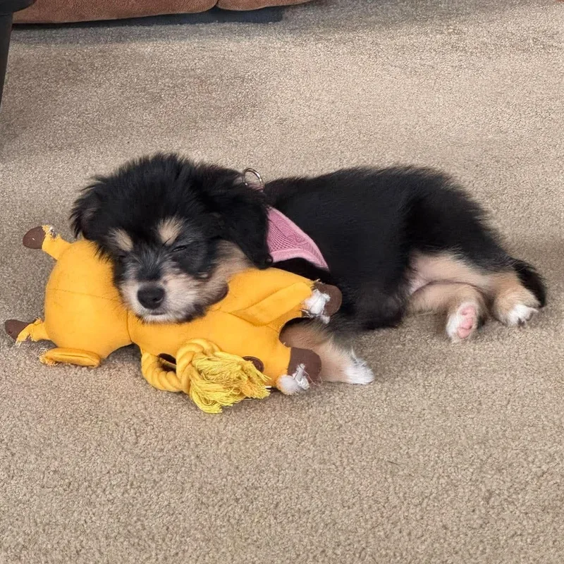 A baby small-sized female Australian Shepherd dog named Mayzie for adoption in Rochester, NY