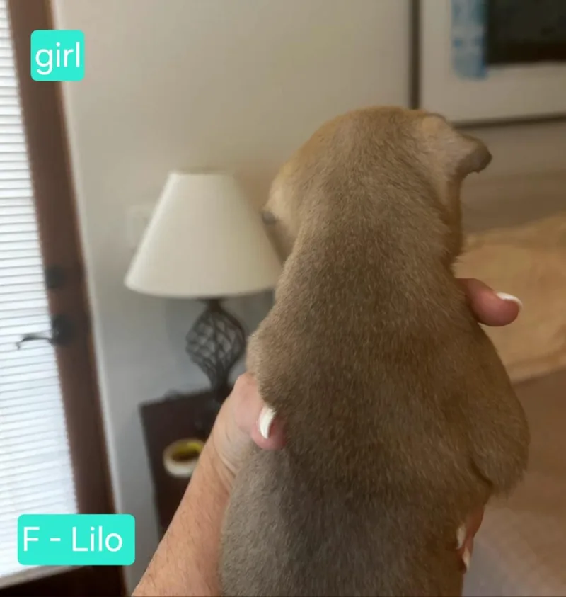 Lilo