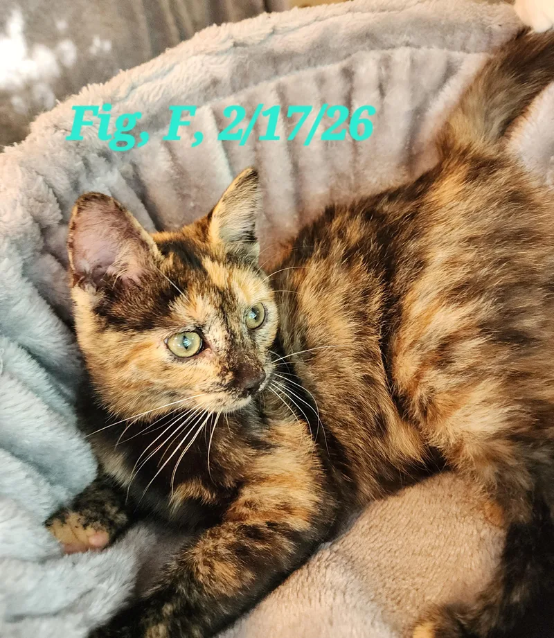 A young medium-sized female Tortoiseshell Domestic Short Hair cat named Fig for adoption in Houghton Lake, MI