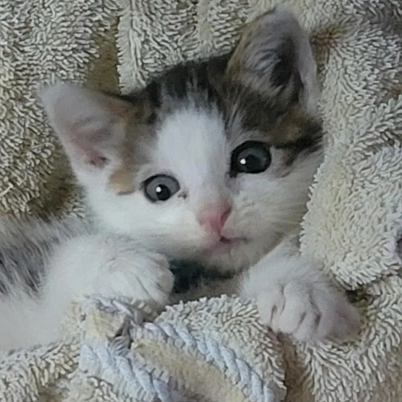 A baby small-sized male Gray / Blue / Silver Domestic Short Hair cat named Finn for adoption in Pleasanton, CA