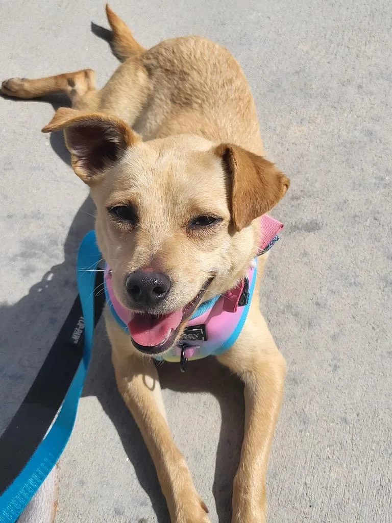A young medium-sized female Chihuahua dog named Prize for adoption in Fort Lupton, CO