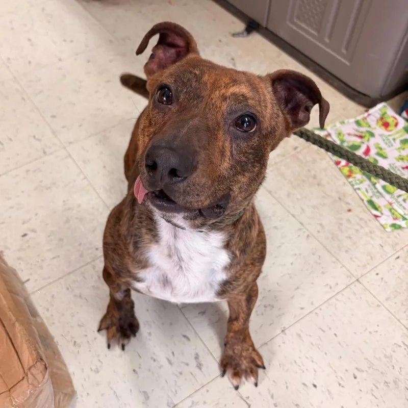 An adult small-sized male Mountain Cur dog named Rocket for adoption in Franklin, NC