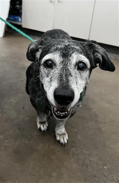 A senior medium-sized female Mixed Breed dog named Lilli for adoption in Dallas, TX