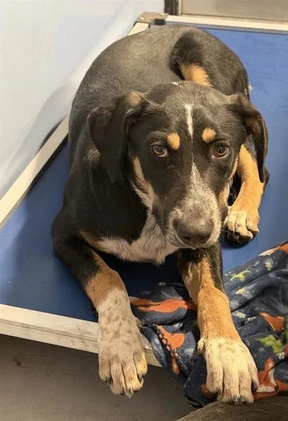 A young large-sized male Black German Shepherd Dog dog named Mango for adoption in El Paso, TX