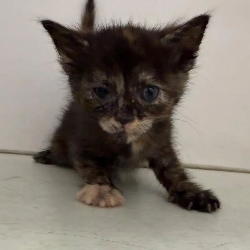 A baby small-sized female Black Domestic Short Hair cat named Chili for adoption in Marshall, TX