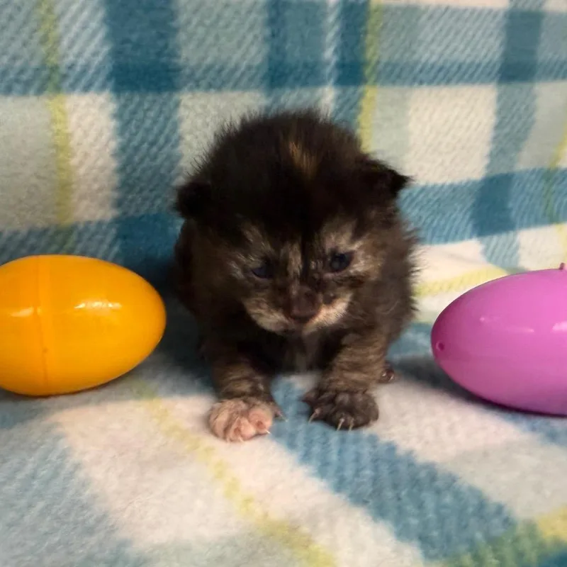 Chili thumbnail 2